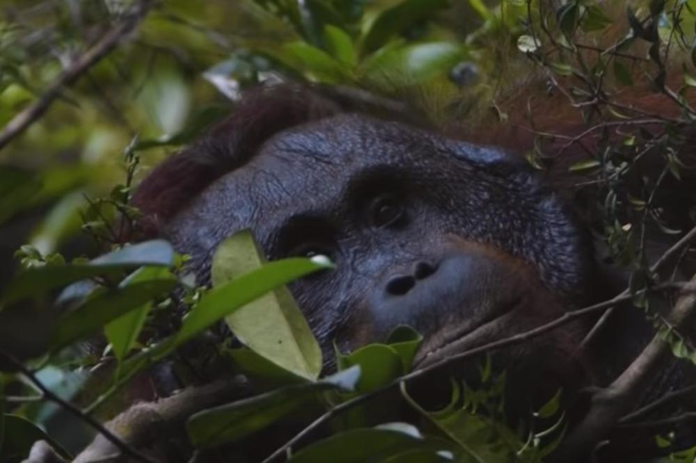 ORANGUTAN PRUŽIO RUKU KAKO BI POMOGAO ČOVEKU U RECI: Ovakve stvari se ne viđaju svaki dan (VIDEO)