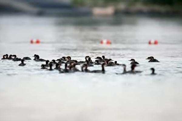 LJUDI NE MOGU DA PRESTANU DA GLEDAJU OVAJ VIDEO: Mama patka izvela u šetnju 75 pačića