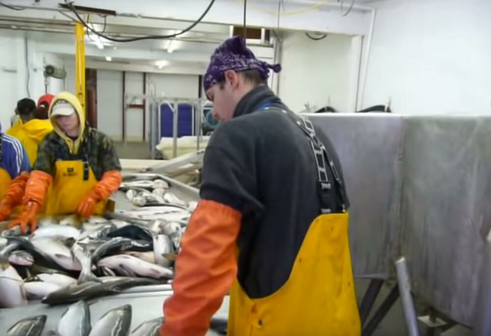 Aljaska, Čišćenje ribe