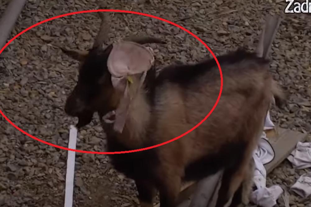 JANJUŠ MALTRETIRA ŽIVOTINJE U ZADRUZI! KAČIO PRLJAVE BRUSHALTERE NA ROGOVE OD ŽIVOTINJA - Ovoga puta NISI smešan!