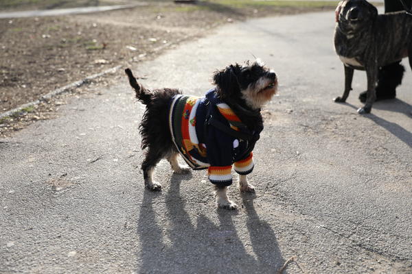 OVO JE KONAČNA ODLUKA O ŠETNJI KUĆNIH LJUBIMACA! Vlada Srbije donela ODLUKU!