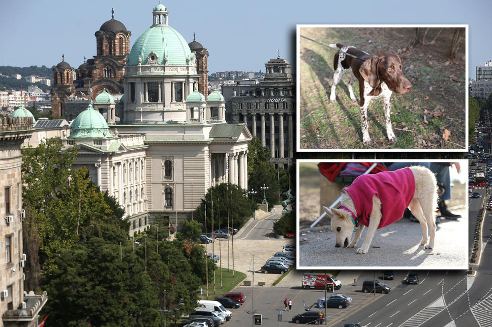 OTROVAN PAS U PARKU KOD SKUPŠTINE SRBIJE? Beograđani u panici za svoje ljubimce, OVO JE PRAVA ISTINA (FOTO)