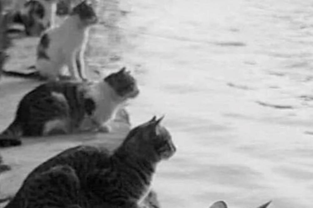 LEVIJATAN OBJAVIO FOTOGRAFIJU POSLE KOJE ĆE VAM SVE BITI JASNO: Zaista, baš sve! (FOTO)