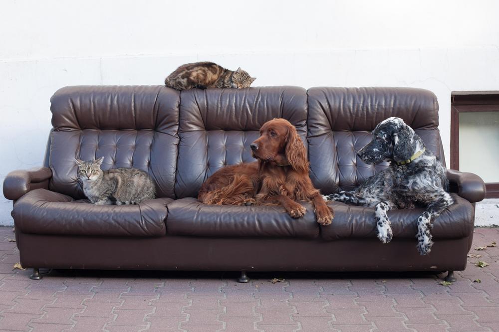 KAZNE ZA SVE VLASNIKE PASA BIĆE PAPRENE: Zbog novih propisa možete platiti ČAK 50.000!