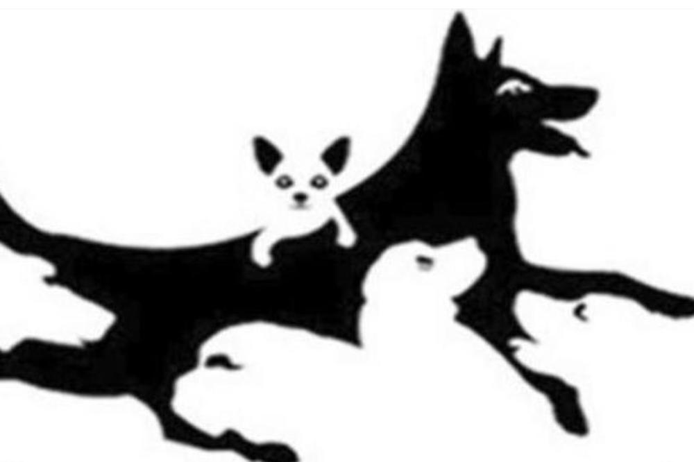 KOLIKO PASA VIDITE NA SLICI? BRZO odgovorite, od ovoga vam zavisi VEOMA BITNA STVAR!