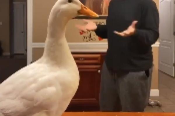 OVO JE TRENUTNO NAJVEĆI HIT NA INTERNETU: Čovek i guska plešu uz muziku (VIDEO)