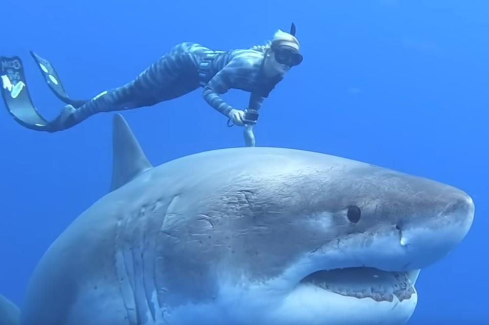 NALETELA JE NA OGROMNU BELU AJKULU USRED OKEANA: Video koji sledi gledajte na sopstvenu odgovornost! (VIDEO)