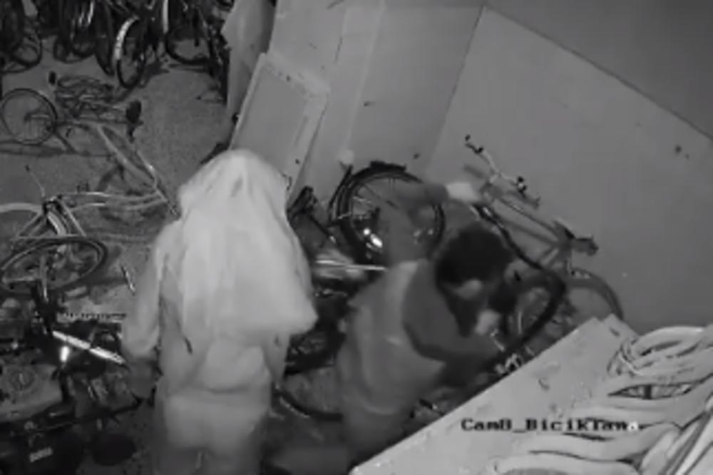 OZLOGLAŠENI "ŠUNJAČI" OPERIŠU PO BEOGRADU: Najaktivniji su leti, nevidljivi su za zakon, a nanose VELIKU ŠTETU!