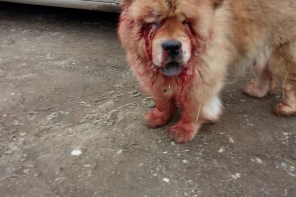 MNOGI SRBI IH DRŽE U STANU, ALI OVIH 5 RASA NIJE NAMENJENO ZA KUĆU: Ovi psi ZAHTEVAJU otvoren prostor