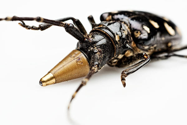 Jan Fabr ponovo u Beogradu