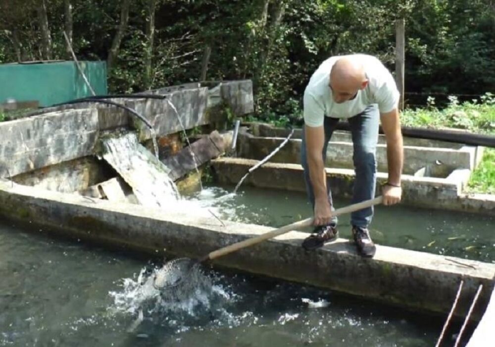 Ribnjak / Ilustracija