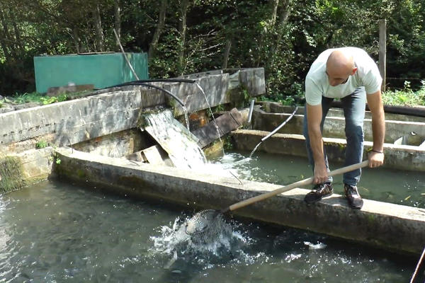 ZA PORODIČNI RIBNJAK MILUTINOVIĆA ZNA CELA SRBIJA: Posao je KRVAV, radi se 24 sata, ali je zarada OGROMNA! (FOTO)