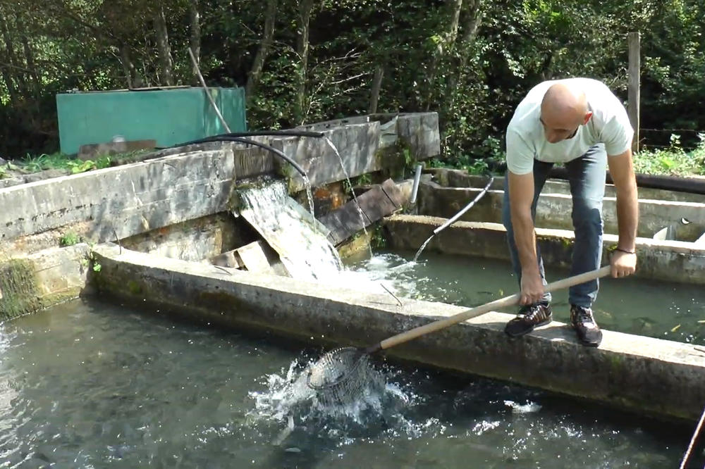 ZA PORODIČNI RIBNJAK MILUTINOVIĆA ZNA CELA SRBIJA: Posao je KRVAV, radi se 24 sata, ali je zarada OGROMNA! (FOTO)