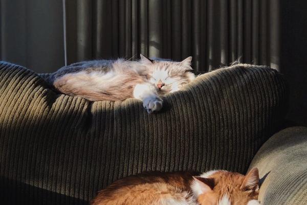 David Albahari: NEDELJA