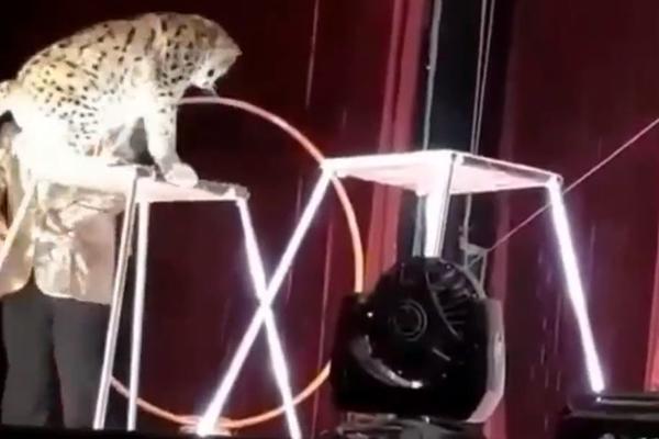 RIS POBESNEO U CIRKUSU I NAPAO KROTITELJA: Strašan incident snimljen kamerom! (VIDEO)