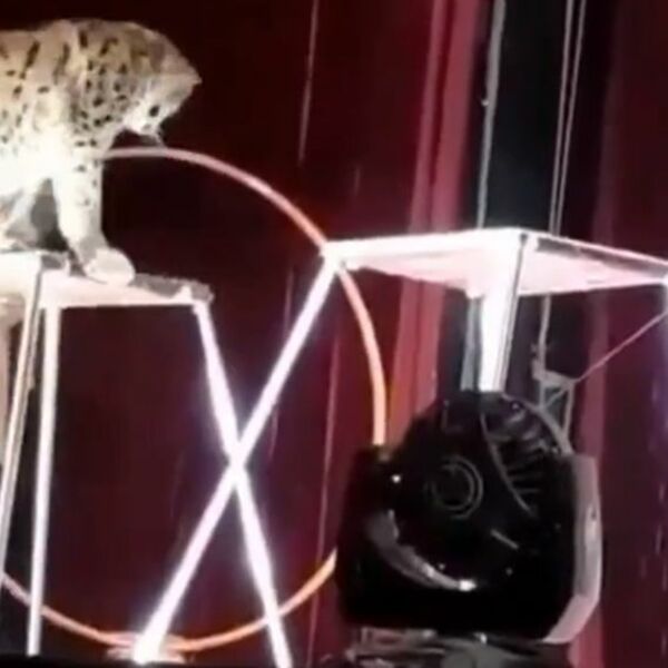 MOSKOVSKI CIRKUS doneo ZNAČAJNU odluku! Spremni da počnu sa VAKCINACIJOM ŽIVOTINJA!