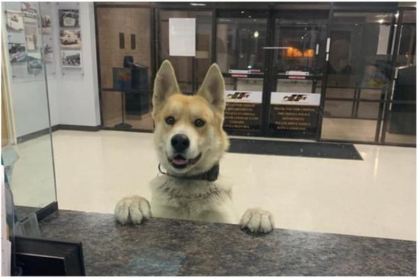 U POLICIJU JE IZNENADA UŠETAO OVAJ PAS: Bili su šokirani kada su saznali kako je dospeo kod njih! (FOTO)