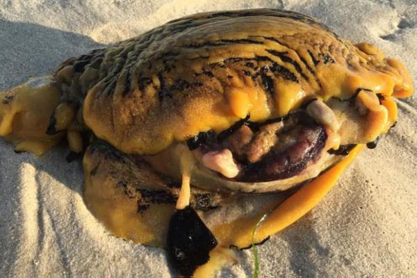 ŠTA JE OVO? Grozno ČUDOVIŠTE isplivalo na plažu i izazvalo PANIKU, nećete verovati o čemu se zapravo radi! (FOTO)