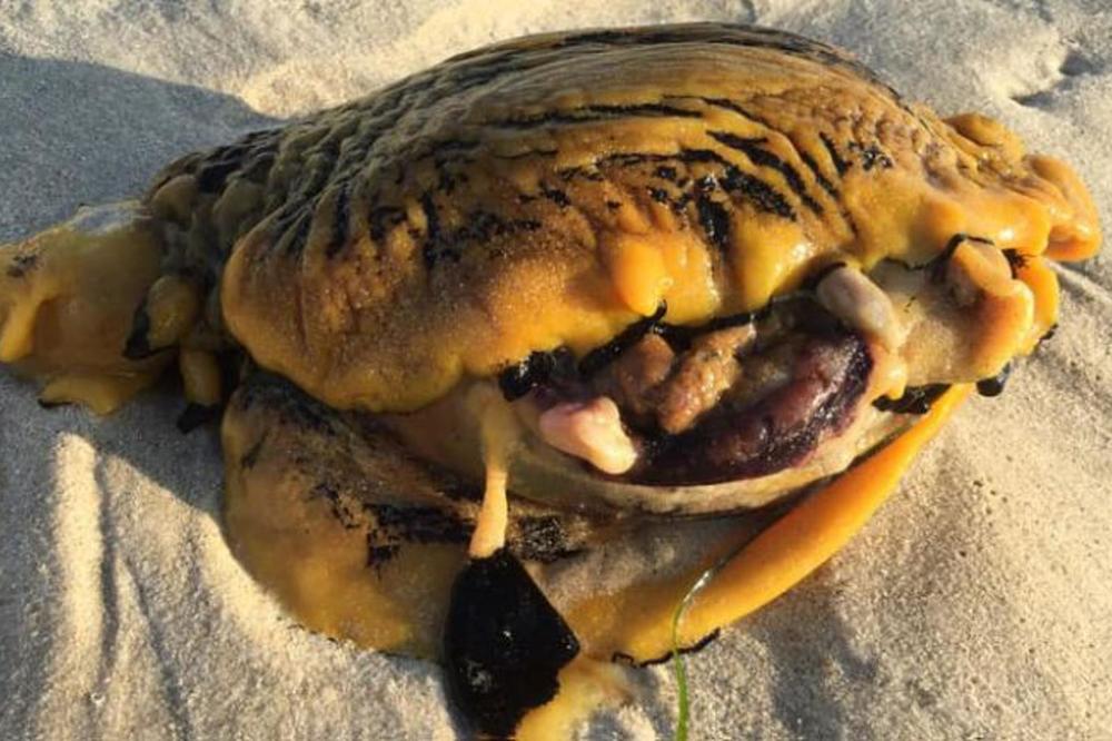 ŠTA JE OVO? Grozno ČUDOVIŠTE isplivalo na plažu i izazvalo PANIKU, nećete verovati o čemu se zapravo radi! (FOTO)