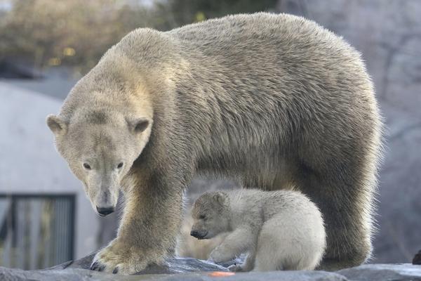 HOROR: Polarni medved ubio čoveka na norveškom arktičkom ostrvu