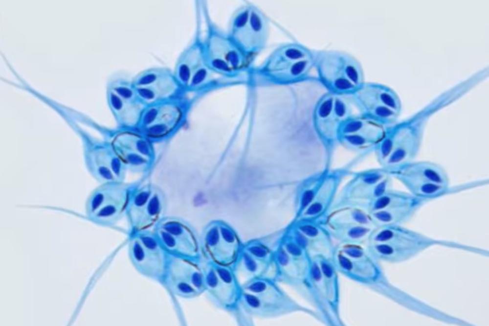 PRONAĐENA ŽIVOTINJA KOJOJ NE TREBA KISEONIK ZA ŽIVOT! Ovo stvorenje NE DIŠE, već funkcioniše potpuno ČUDNO (VIDEO)