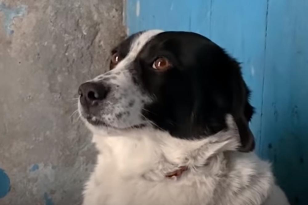 OVO JE NAJLEPŠA PRIČA DANAS, A DOLAZI IZ TURSKE - REČ JE O BOLESNOM ČOVEKU I NJEGOVOJ KERUŠI: Zaplakaćete!