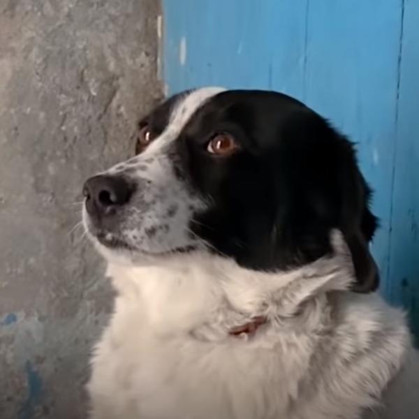 TUGA DO NEBA: Borio se kao lav, ali je KORONA BILA JAČA, uginuo PRVI PAS koji je oboleo od KOVIDA-19