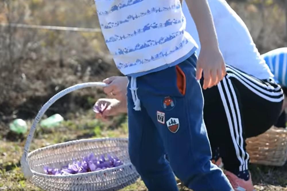 OVAJ ZAČIN SE GAJI U SRBIJI, A GRAM KOŠTA I DO 30 EVRA: Ne biste verovali o čemu se radi (FOTO)