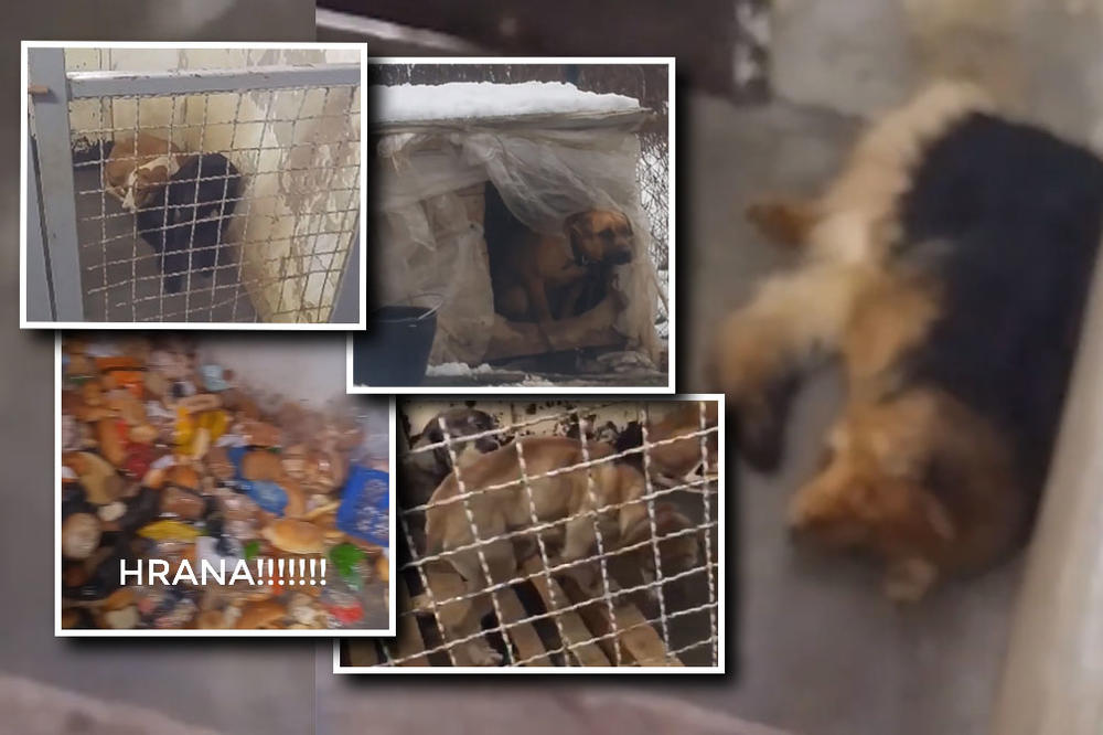 POTRESNE SCENE U PRIHVATILIŠTU ZA PSE U RAKOVICI: Ko ima slabo srce, NEKA NE ULAZI! (VIDEO)