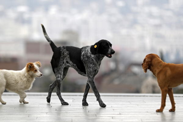 VLASNICIMA PASA VEGETARIJANACA PRETI ZATVOR I VELIKA NOVČANA KAZNA: Nikad rigoroznije mere u Engleskoj