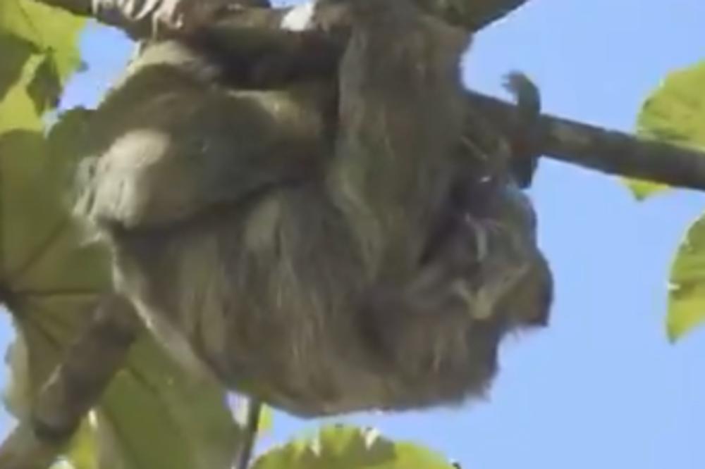 OVO JE NEŠTO NAJČUDNIJE ŠTO SAM VIDEO: Posmatrali su LENJIVCA na grani, pred njima se odigrala NEVEROVATNA SCENA!