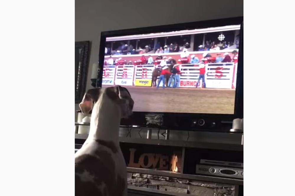 OVA KUCA IMA KRIZU IDENTITETA: Snimak je nasmejao internet, pogledajte zašto! (VIDEO)