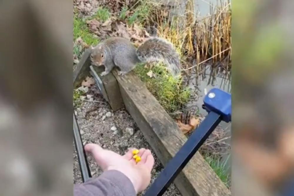 OVA VEVERICA JE ĐUBRE! Pogledajte šta je uradila ovom DOBROM ČOVEKU! (VIDEO)