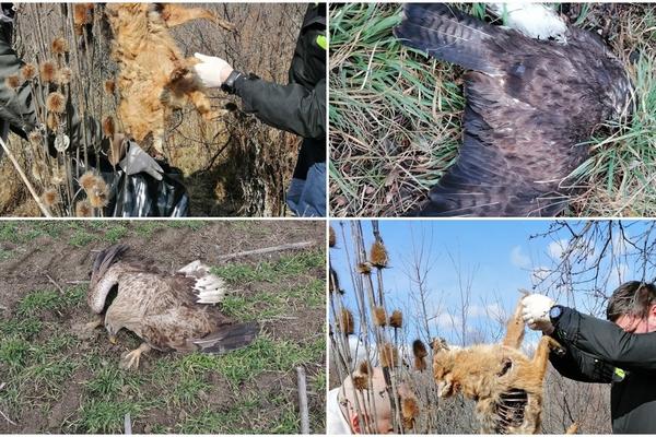 SISTEMSKO TROVANJE ŠAKALA POKOSILO I STROGO ZAŠTIĆENE VRSTE! Nađen i leš orla belorepana! STRAHOTA U SRBIJI