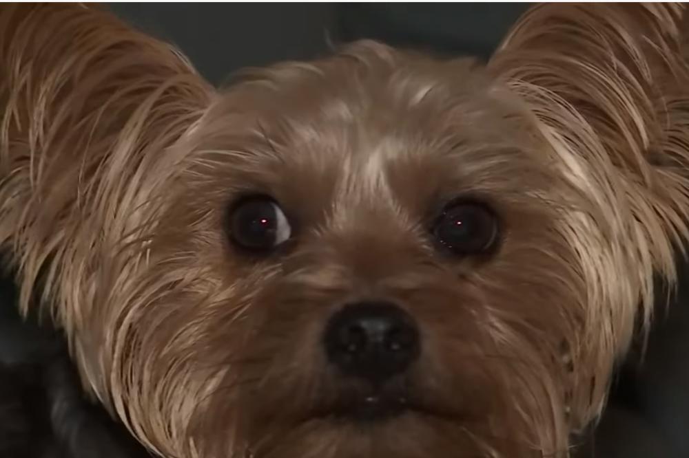 OVAJ MALI PAS IZVEO JE VELIKO HEROJSKO DELO: Iako upucan dva puta, spasio je život devojčici - pogledajte kako!