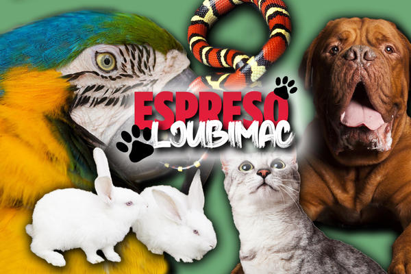 ŽELITE DA VAŠ LJUBIMAC BUDE NOVA ZVEZDA? Pošaljite nam priču i slike, a mi ćemo ih rado podeliti sa CELOM SRBIJOM!