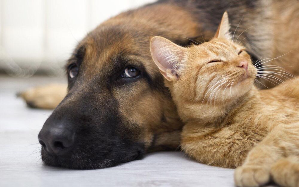 Pas i mačka 