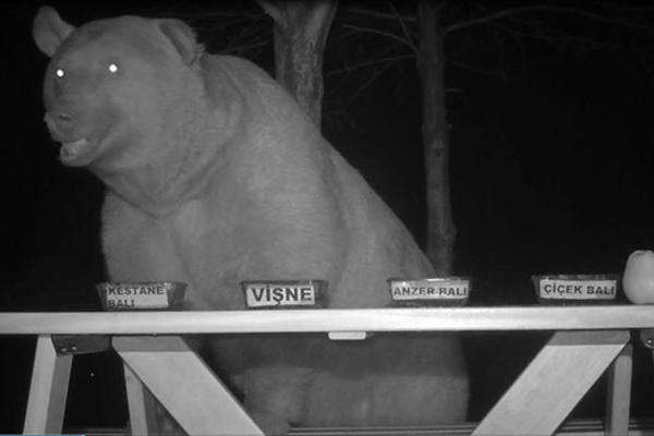 JEZIVI PRIZOR U ZOO VRTU: Medved UBIO pa POJEO čuvara pred gomilom ljudi!