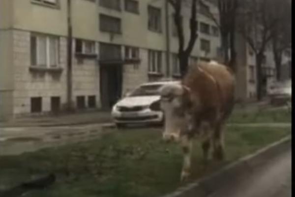 SVI GLEDAJU OVAJ SNIMAK I KRSTE SE! Krava po PLJUSKU šetala TREBINJEM, a onda se desilo još nešto SMEŠNIJE (VIDEO)