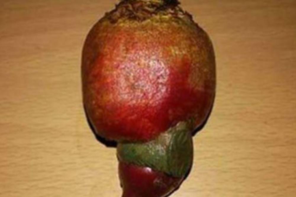 KOPAO JE CVEKLU U BAŠTI, PA DOŽIVEO ČUDO! Miloš nije mogao da veruje šta drži u SVOJIM RUKAMA! (FOTO)