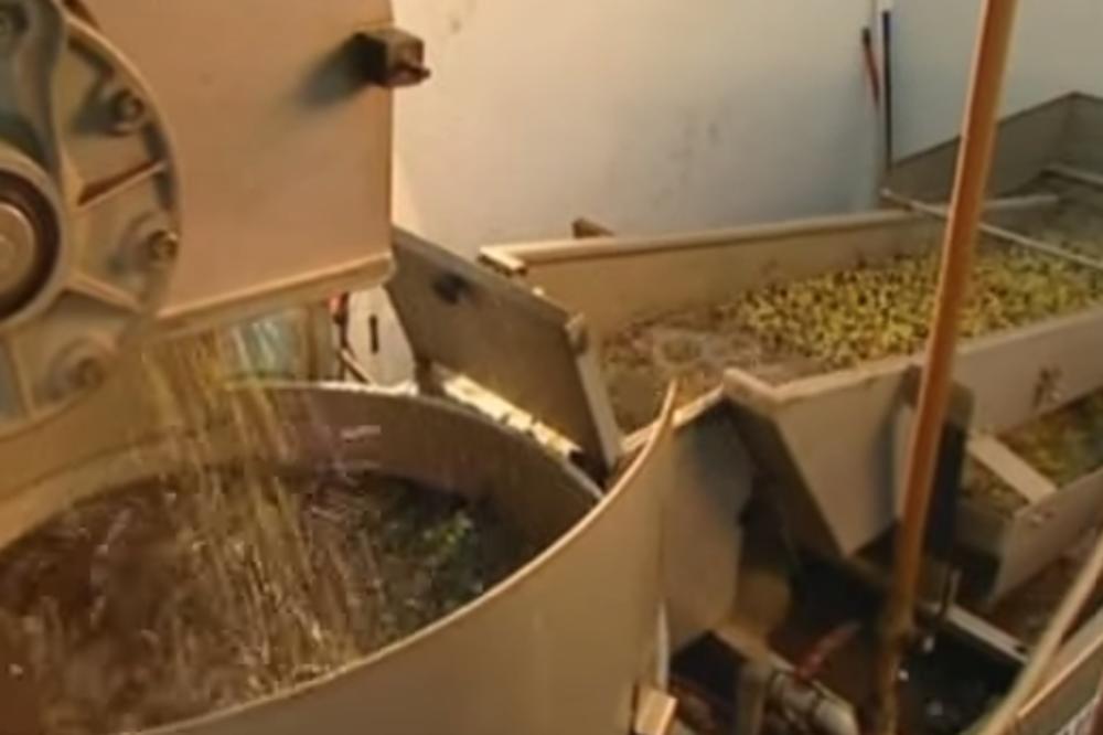 DREVNI RECEPT IZ BIBLIJE KOJI LEČI I NAJTEŽE BOLESTI: Čaj od lišća ove biljke je NEVEROVATNO LEKOVIT