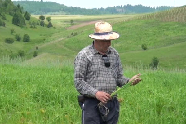 OVA BILJKA JE NEKADA BILA SIROTINJSKA HRANA: Danas se oko nje otimaju, JEKOSLAV JE GAJI NA 60 HEKTARA