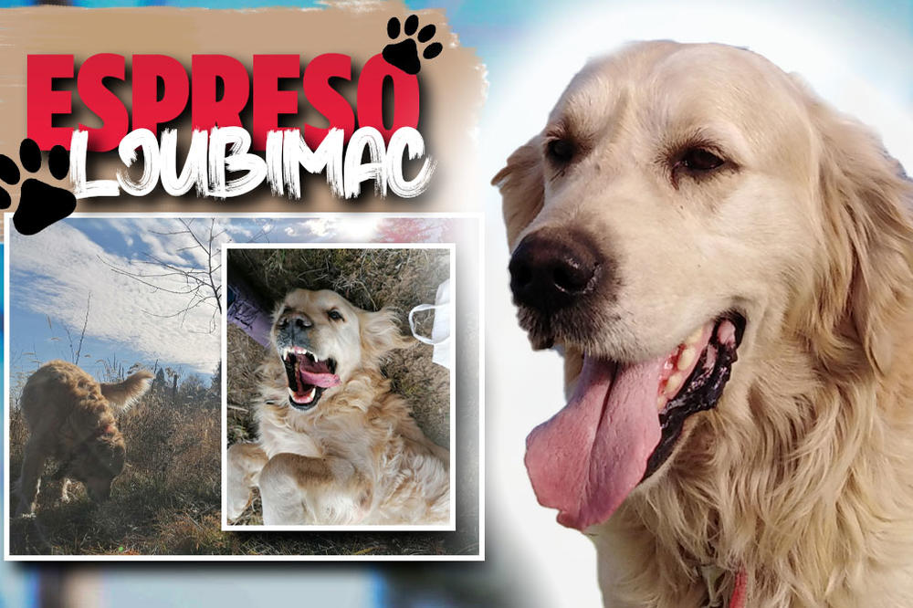 JA SAM NJIHOV KRZNENI SIN, BRAT I ČUVAR: Perina priča o odlasku iz azila će vam ulepšati dan! (FOTO)