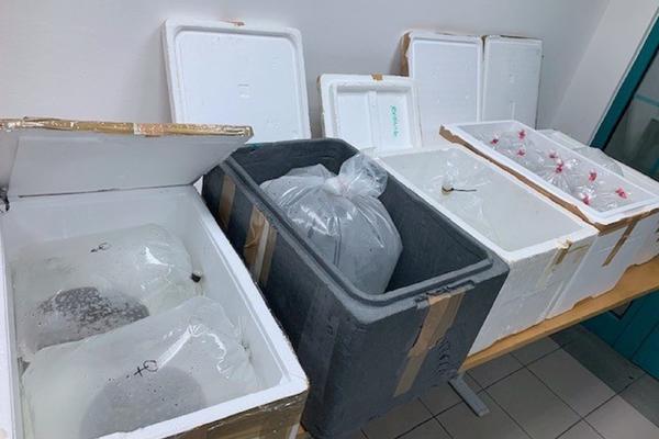 SRPSKI CARINICI SU ČULI DA SE NEŠTO PRAĆAKA U KESAMA! Nisu mogli da veruju šta vide!