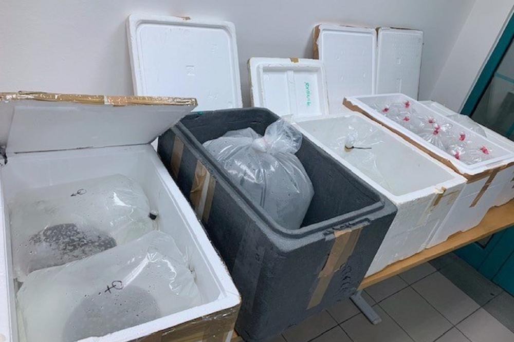 SRPSKI CARINICI SU ČULI DA SE NEŠTO PRAĆAKA U KESAMA! Nisu mogli da veruju šta vide!