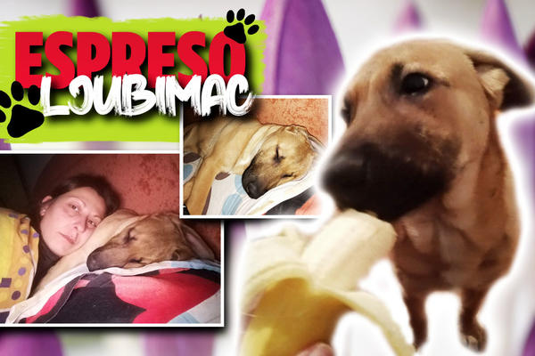 MOJA VLASNICA IMA MULTIPLU SKLEROZU I JEDNU MOLBU ZA VAS: Ja sam Maja i tražim novi dom u kom ću biti voljena!