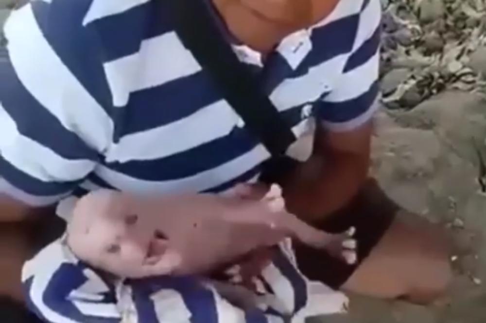 ROĐENA SVINJA SA ČOVEČIJOM GLAVOM I KOSOM: Ovaj snimak gledajte na svoju odgovornost! (VIDEO)