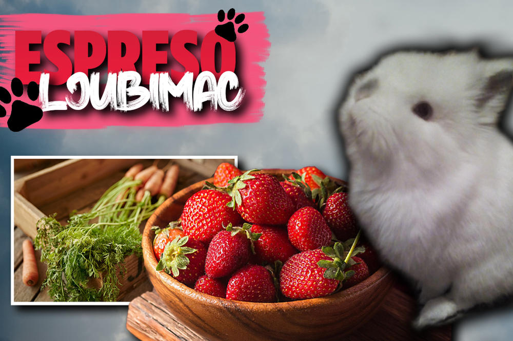 OBOŽAVAM ŠARGAREPE I JAGODE: Patuljasti zeka Mimi je nešto najslađe što ćete danas videti!