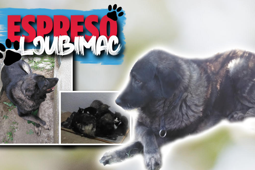 ŠARPLANINKA DEBELA JE IZBAČENA IZ AUTOMOBILA PRE GODINU DANA: Od tada svakodnevno uživa na SRPSKOM MORU!