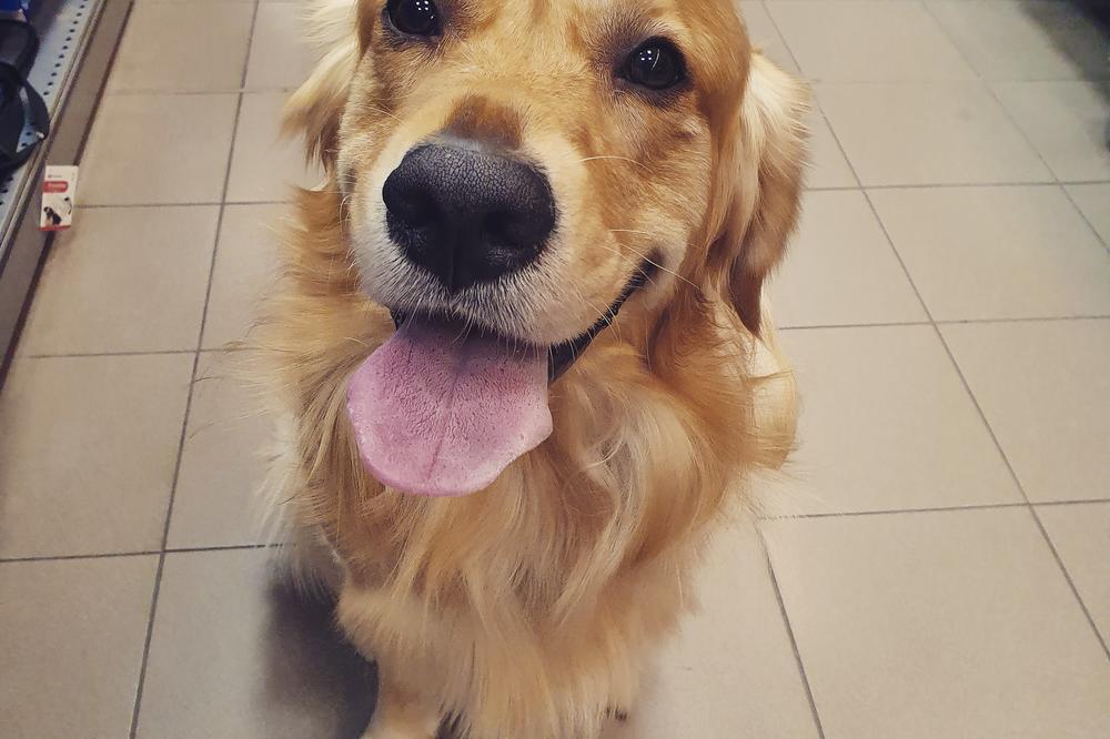 OVAJ ZLATNI RETRIVER JE ZASMEJAO CEO INTERNET, A I VAS ĆE: Vlasnikova reakcija na ovu lenčugu je PRESMEŠNA (VIDEO)